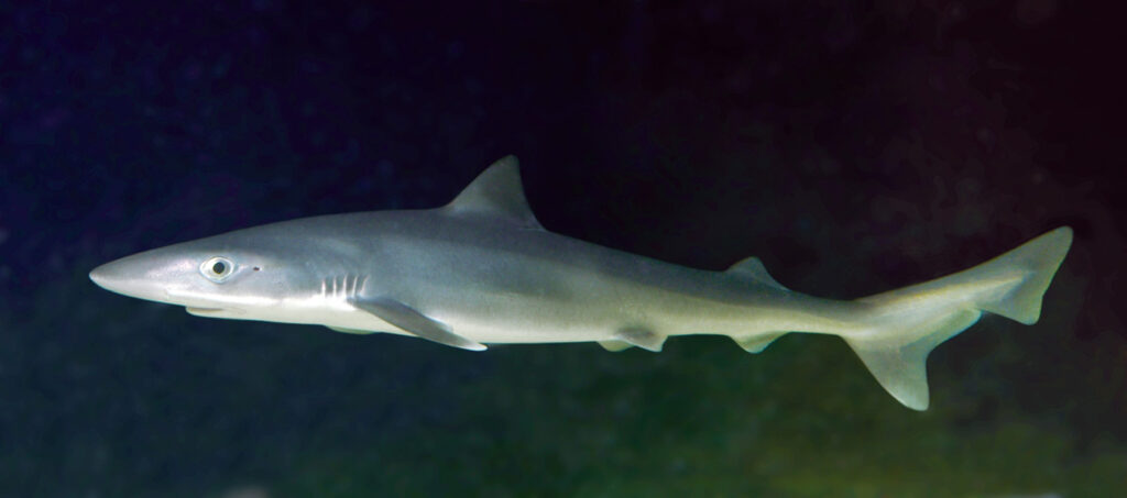 Λευκός και... με δόντια: Πιάστηκε καρχαρίας με αλμπινισμό (Photos) - Media