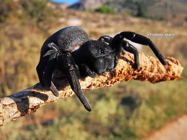 Σπάνια αράχνη «πασχαλίτσα» εντοπίσθηκε στο Ναύπλιο - Media