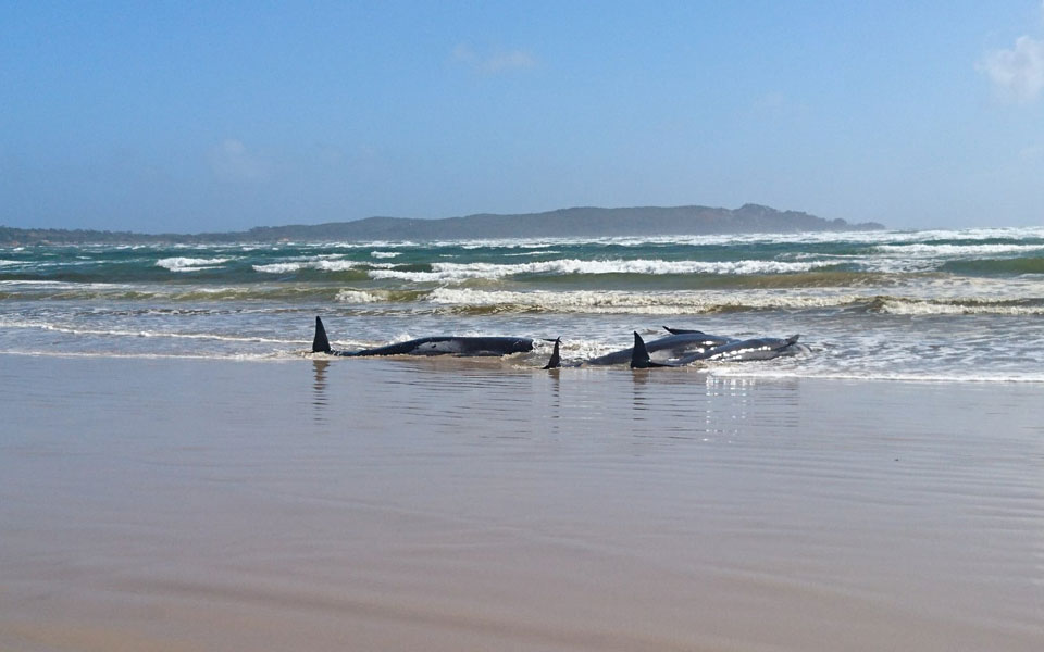 Νέα Ζηλανδία: Τραγωδία με 100 τουλάχιστον φάλαινες που εξώκειλαν (Photo) - Media