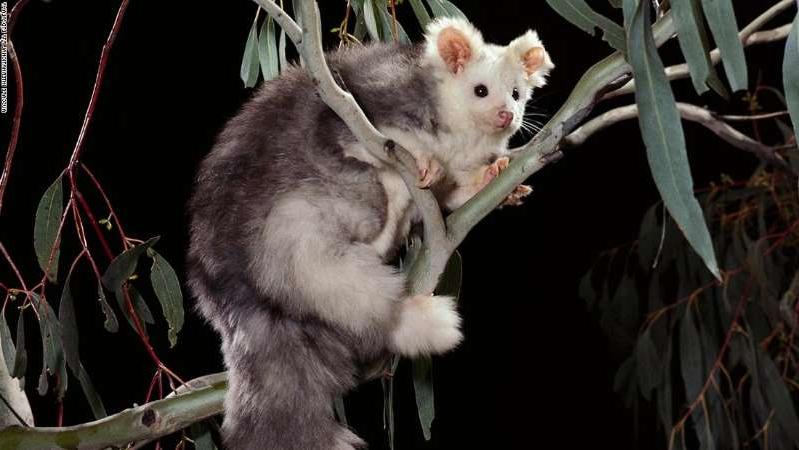Αυστραλοί ερευνητές ανακάλυψαν δυο νέα είδη ιπτάμενου σκίουρου (Photos) - Media
