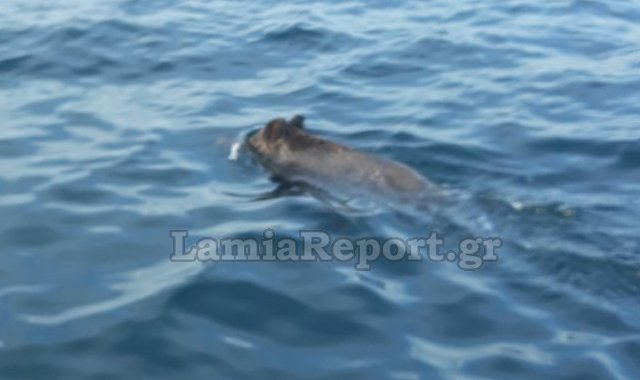 Λάρυμνα: Ψαράδες έτριβαν τα μάτια τους όταν είδαν αγριογούρουνο να κολυμπά στη θάλασσα μακριά από την ακτή (Photos/Video) - Media