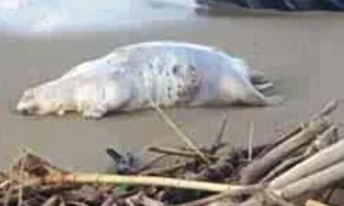 Παράξενο άτριχο πλάσμα ξέβρασε ποταμός στην Κρήτη (Video) - Media