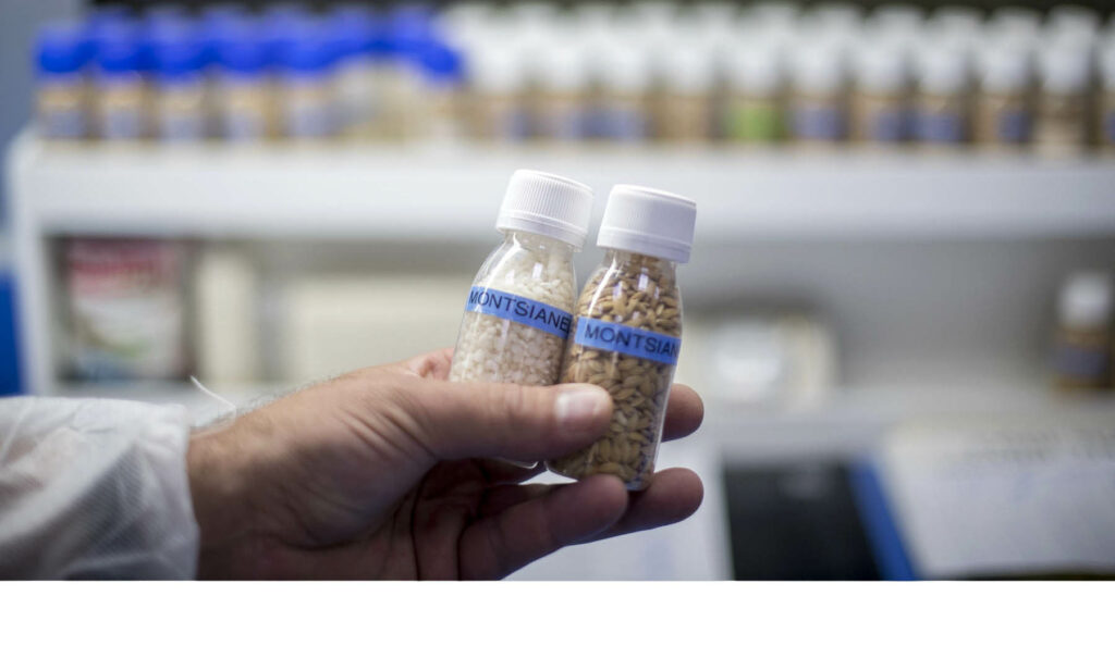 Ετοιμάζουν ανταλλακτικά αυτοκινήτου από φλοιό ρυζιού  - Media