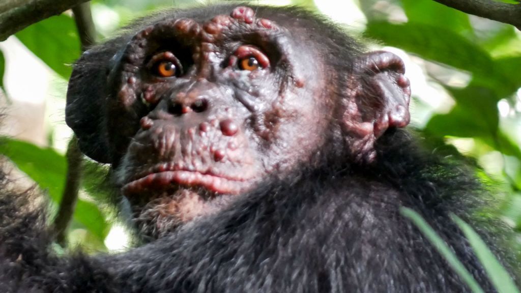 Πρωτοφανή κρούσματα λέπρας στους χιμπατζήδες της Αφρικής - Media