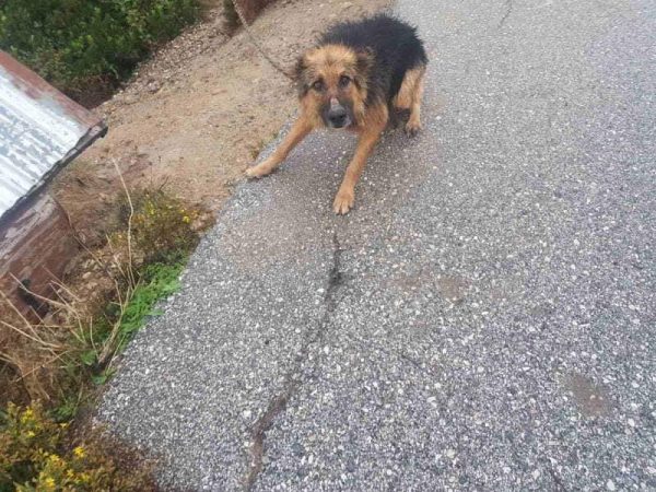 Χανιά: Έκοψε τα αυτιά των σκύλων του – Τον αναζητάει η αστυνομία - Media