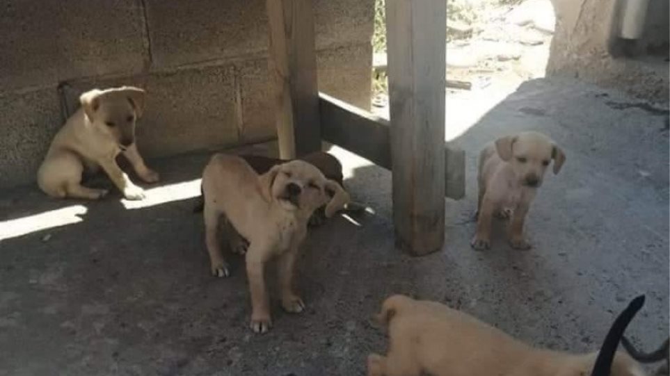 Οργή στην Κρήτη – Έριξαν φόλα και δολοφόνησαν 7 αδέσποτα κουτάβια  - Media