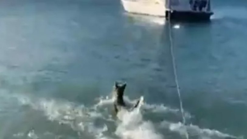 Απίστευτο: Ατρόμητος σκύλος βούτηξε στη θάλασσα και κυνήγησε καρχαρία (Video) - Media