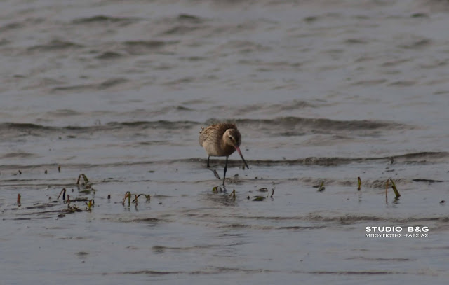 Θαλασσολιμόζα: Σπάνιο μεταναστευτικό πουλί στο ταξίδι του από Αλάσκα προς Νέα Ζηλανδία σταμάτησε στην... Αργολίδα (Photos) - Media