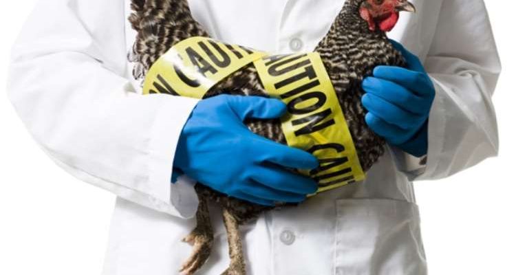 Η Ολλανδία θανάτωσε 190.000 πουλερικά δύο εκτροφείων λόγω της γρίπης των πτηνών  - Media