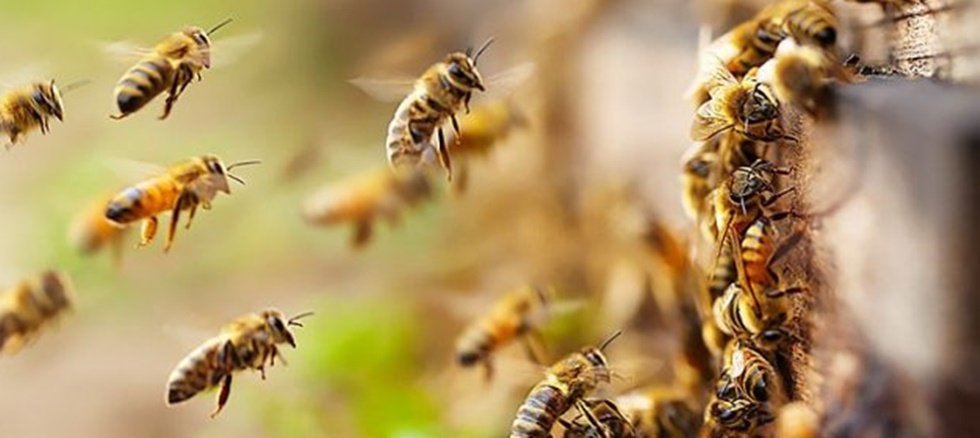 Ζάκυνθος: Νεκρός 48χρονος από τσίμπημα μελισσών - Media