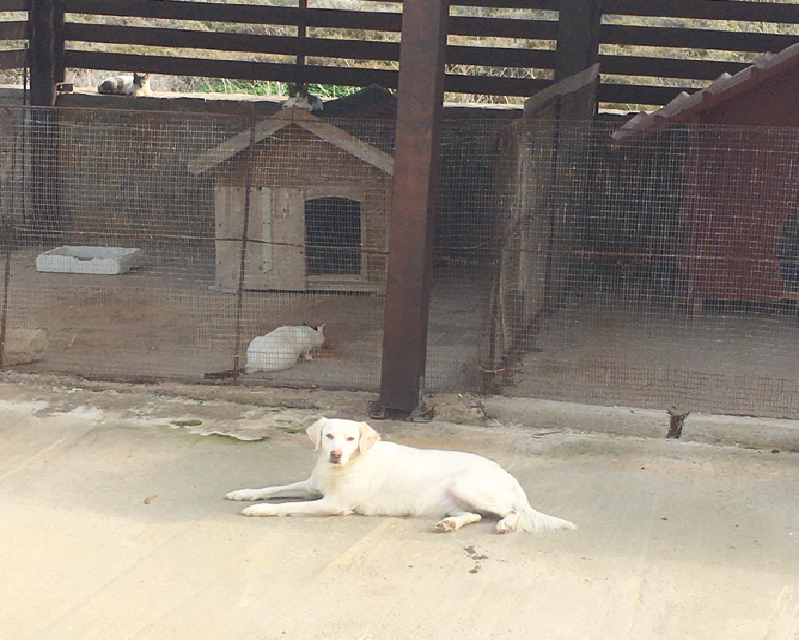 Μικρή Δημοκρατία 7 - Τα ζώα - Media