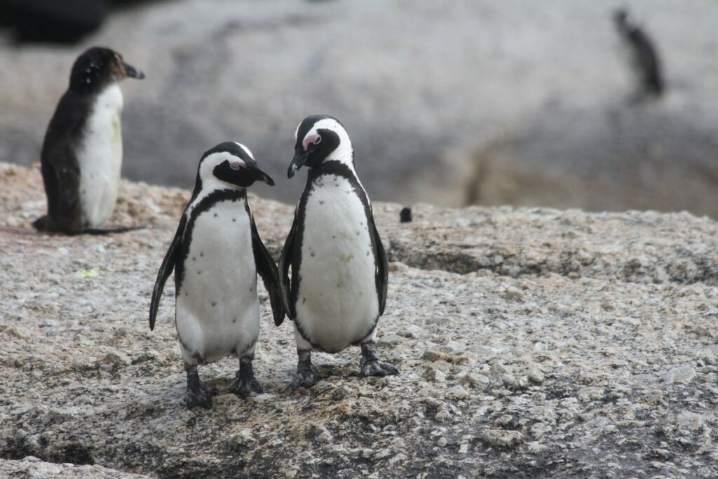 Ολλανδία: Ομοφυλόφιλοι πιγκουίνοι άρπαξαν αυγό από λεσβιακό ζευγάρι σε ζωολογικό κήπο (Photos)  - Media