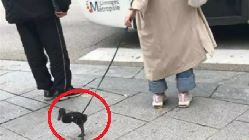 Άρχισαν τα όργανα: Μια γυναίκα για να βγει έξω στο lockdown έβγαλε βόλτα την πάπια της (Video) - Media