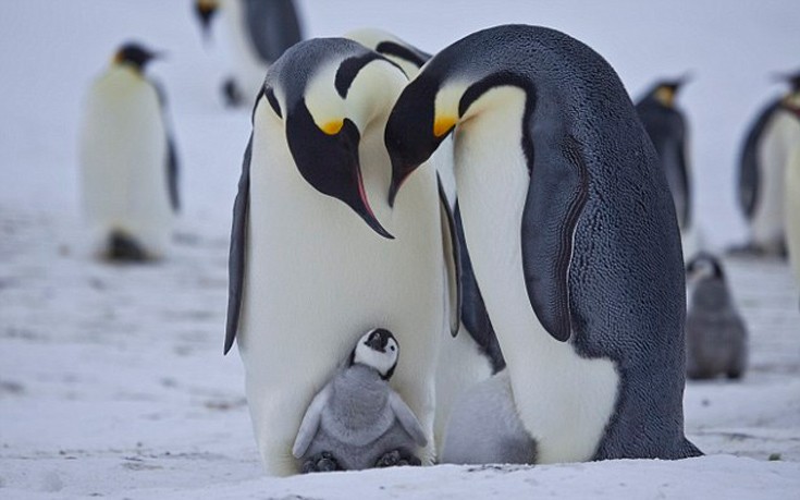 Γερμανία: Τελευταίο αντίο στον γηραιότερο αυτοκρατορικό πιγκουίνο του κόσμου που πέθανε σε βαθιά γεράματα - Media