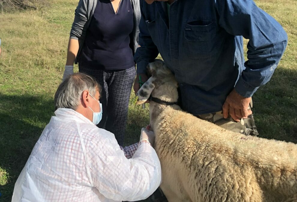 Καταρροϊκός Πυρετός: Θερίζει στη Μεσσηνία - Media