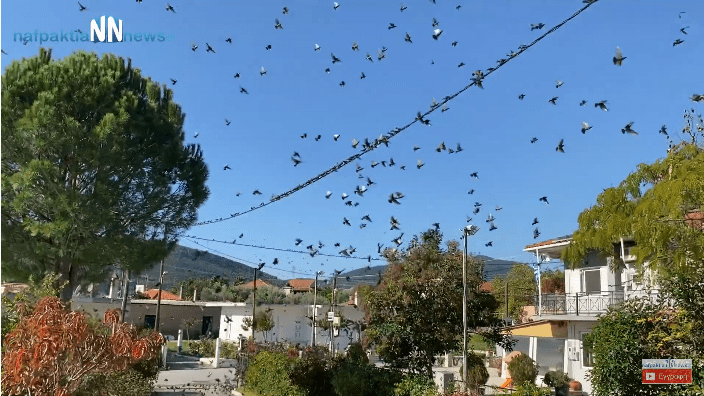 Χιλιάδες ψαρόνια στο Τρίκορφο Ναυπακτίας - Έρχεται ο χειμώνας (Video) - Media
