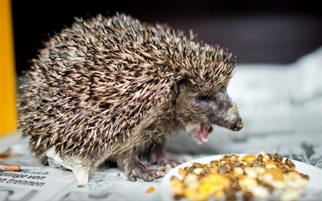 Ποιος είναι ο Τζο Mπαιντεν, ο μαχητής σκαντζόχοιρος (Photos) - Media