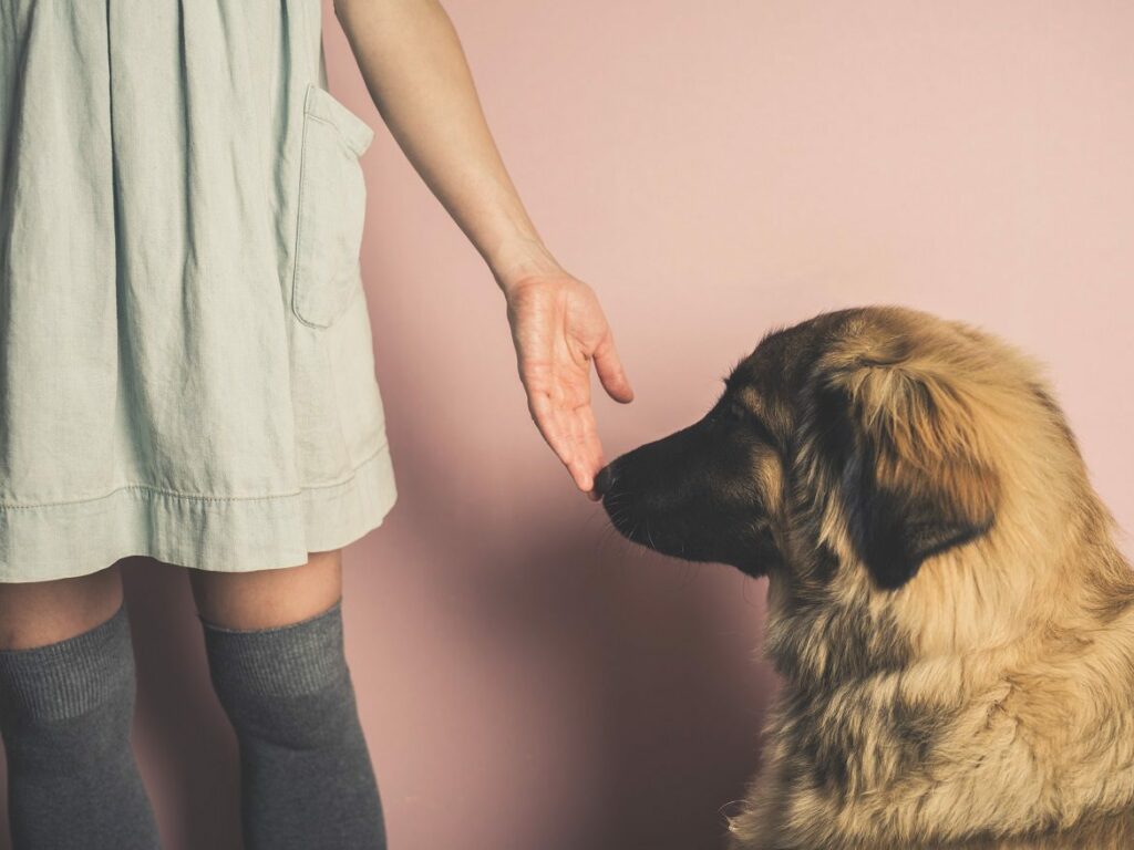 Έρευνα: Τα σκυλιά μπορούν να… μυρίσουν τους ανθρώπους με κορωνοϊό! - Media