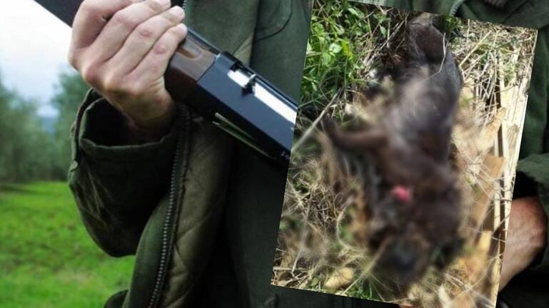 Κρήτη: Τα... γυρνάει ο κτηνοτρόφος για τη θανάτωση του αδέσποτου σκύλου - Media