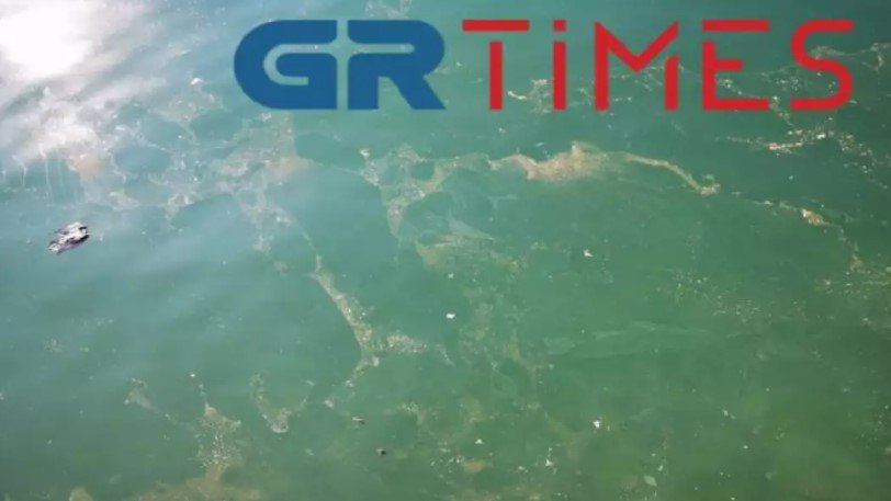 Ο Θερμαϊκός γέμισε νεκρά πουλιά (Video)  - Media