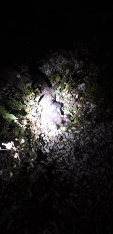 Τρίκαλα: Κουνάβι προκάλεσε black out στη μισή πόλη - Media