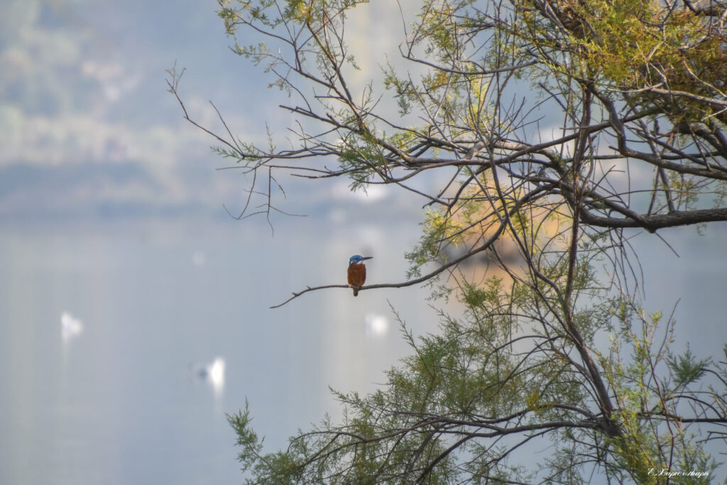 Κεφαλλονιά: Στη λιμνοθάλασσα Κουτάβου η φύση… οργιάζει (Photos) - Media