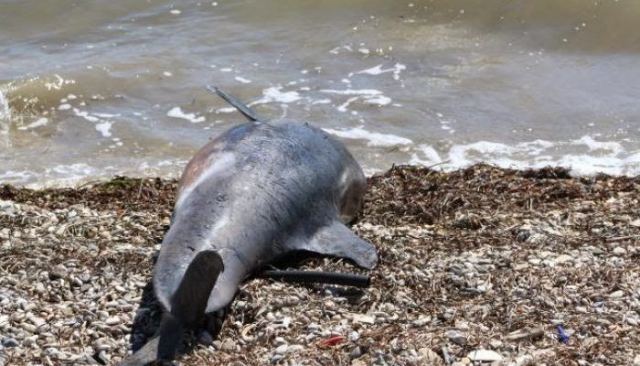 Εύβοια: Νεκρό δελφίνι ξεβράστηκε σε ακτή  - Media