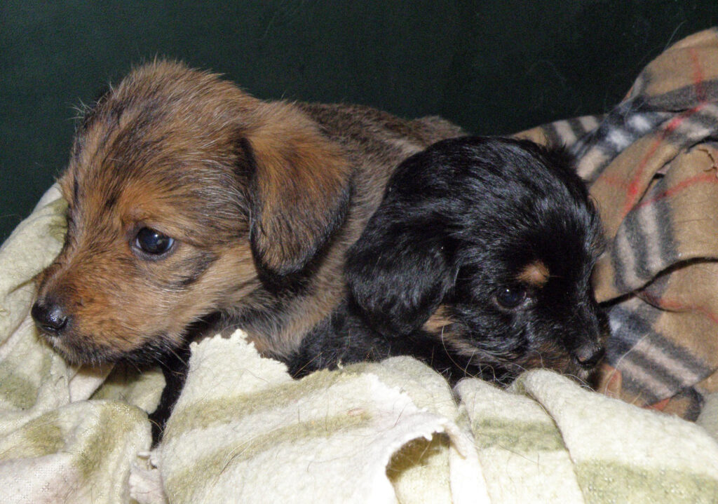 Πάτρα: Σοκ για κατοίκους - Βρίσκουν αποκεφαλισμένα ζώα - Media