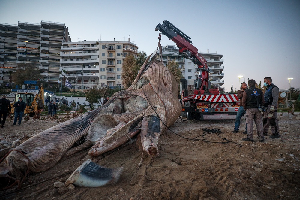 Πειραιάς: Ξεβράστηκε νεκρή φάλαινα (Photos) - Media