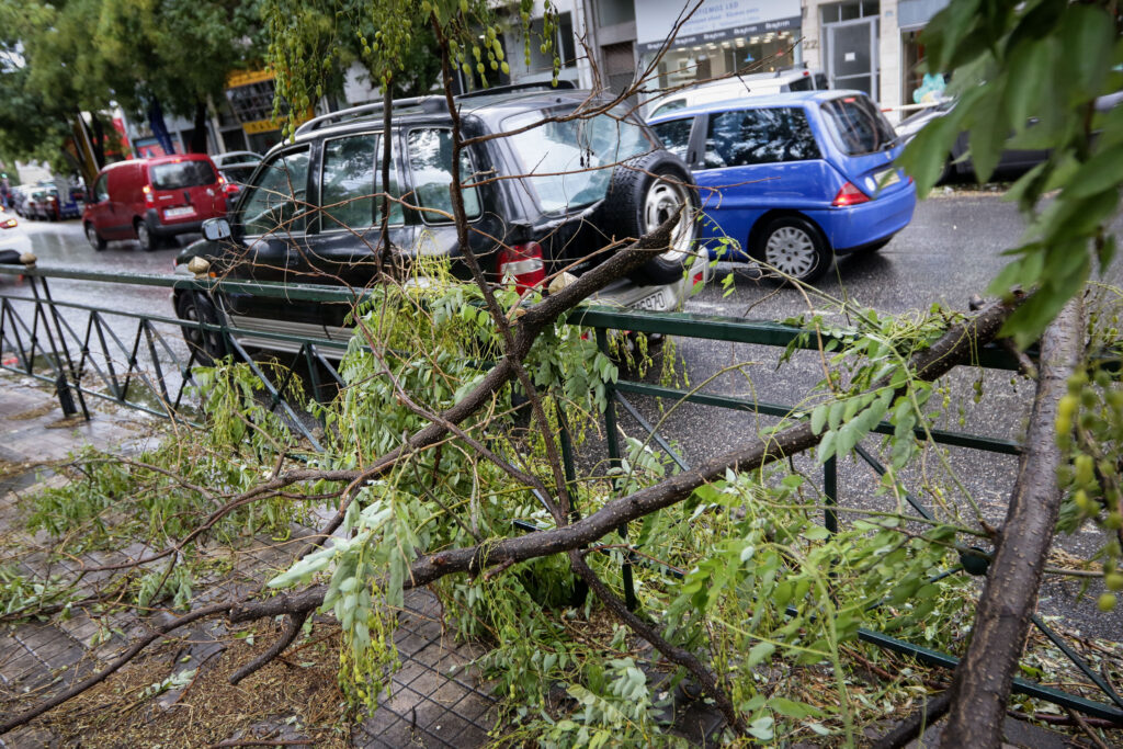 Γαλάτσι: Ασυνείδητοι κόβουν με τσεκούρι δέντρα σε κεντρικούς δρόμους - Μήνυση από τον δήμαρχο (Photos) - Media