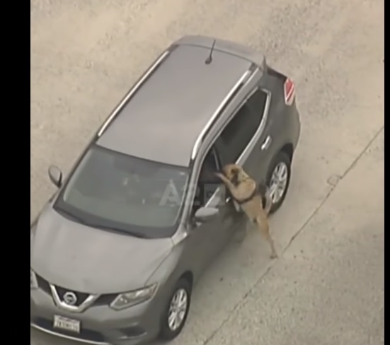 Απίστευτο βίντεο: Σκύλος της αστυνομίας αφοπλίζει οπλισμένο κακοποιό μέσα στο αυτοκίνητο του (Video) - Media