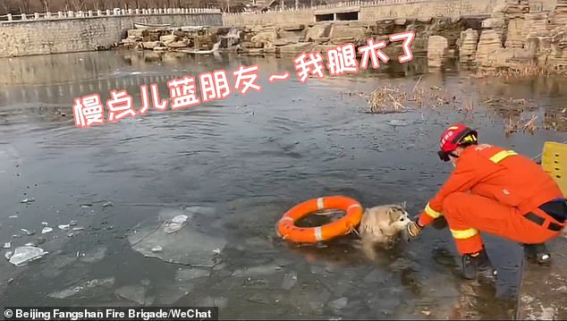 Καρέ καρέ η δραματική διάσωση ενός μισοπεθαμένου χάσκι που είχε πέσει σε παγωμένη λίμνη (Video) - Media