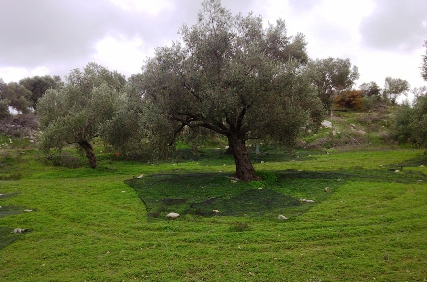 Ηράκλειο: Πήγε στο λιόφυτο να μαζέψει τις ελιές και βρήκε τα δέντρα ραβδισμένα! - Media