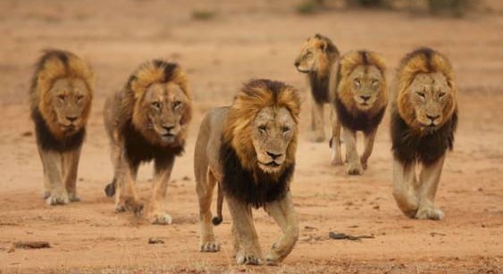 Λιοντάρια Mapogo: Η άνοδος και η πτώση της πιο βίαιης και αιμοσταγούς αγέλης λιονταριών (Video) - Media