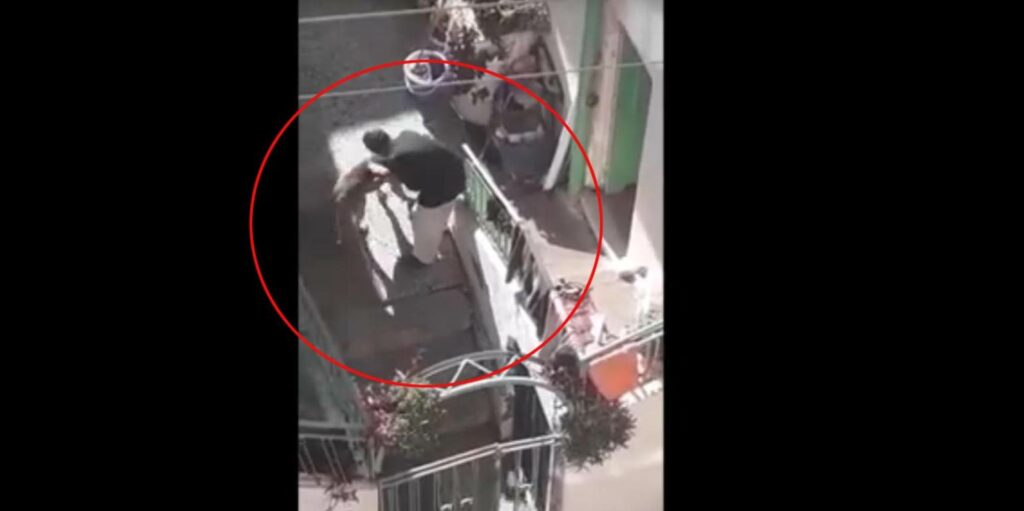 Κρήτη: Νέα κακοποίηση τετράποδου - Ηλικιωμένη χτυπά το σκύλο του γιου της (Video) - Media