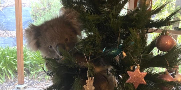 Γύρισαν σπίτι και βρήκαν ένα... κοάλα σκαρφαλωμένο στο χριστουγεννιάτικο δέντρο τους - Media