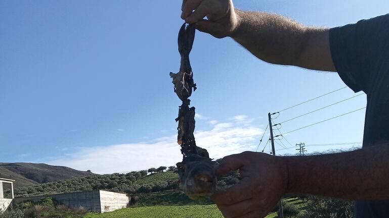 Κρήτη: Βρήκε λαγόψαρο στα... λιόφυτα - Πώς εξηγείται το παράδοξο (Photos) - Media