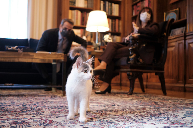 Όταν μια... γάτα διέκοψε τη συζήτηση Μητσοτάκη-Σακελλαροπούλου: «Δεν ξέρεις την Καλυψώ;» (Photos) - Media