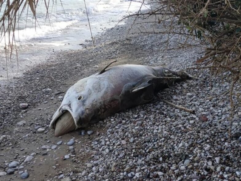 Αχαΐα: Ψάρι μήκους 2,5 μέτρων ξεβράστηκε στην παραλία του Λόγγου (Photos) - Media