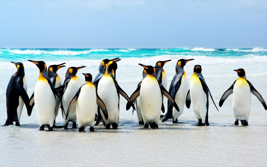 Ανταρκτική: Αεροδρόμιο σχεδιάζει η Αυστραλία – Θα καταστρέψει αποικίες πιγκουίνων και θα εξαφανίσει σπάνια πουλιά  - Media