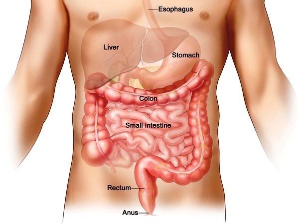 Πολύποδες Παχέος Εντέρου: Οι τροφές που πρέπει να αποφεύγεις συστηματικά  - Media