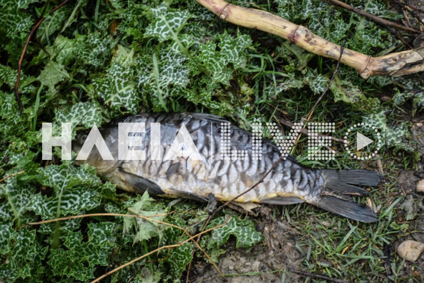 Πύργος: Γιατί πηδούσαν τα ψάρια έξω από τα νερό (Photos)  - Media