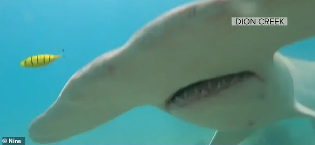 Δύτης για να σωθεί από καρχαρία χρησιμοποίησε την κάμερα που τον τραβούσε βίντεο και άρχισε να τον χτυπάει (Video)  - Media