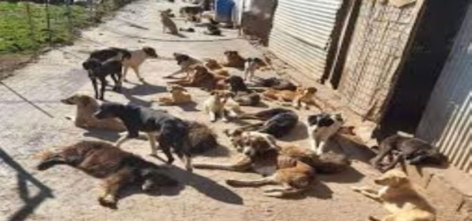 Βόλος: Απελπισία στο δήμο με 350 αδέσποτα σε κτήμα 87χρονης που απεβίωσε - Media