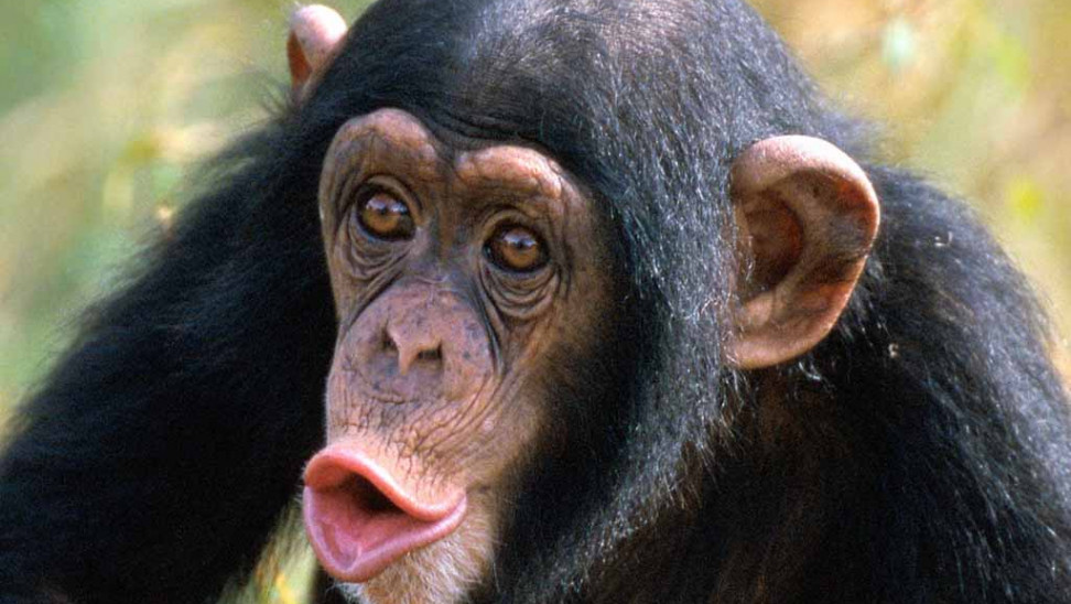 Τα κοράκια είναι εξίσου έξυπνα με τους χιμπατζήδες και τους ουραγκοτάγκους - Μπορούν και παίζουν τον "Παπά" και να βρίσκουν τη λύση - Media