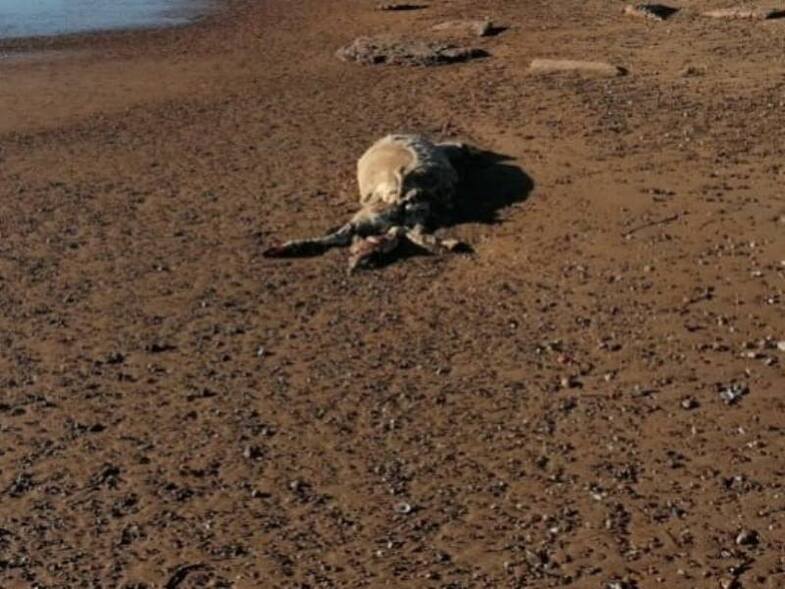 Ηλεία: Γέμισε νεκρά πρόβατα η παραλία Ροβιάτα (Photo) - Media