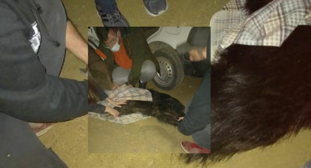 Τούμπα: Αστυνομικοί «συνέλαβαν» αγριογούρουνο που «έκοβε» βόλτες (Photos) - Media