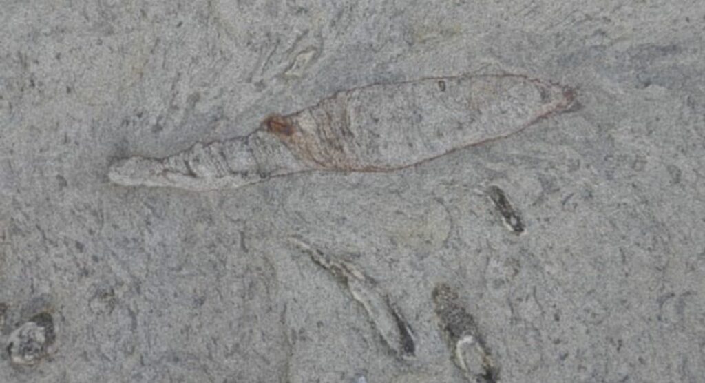Ταιβάν: Κυνηγοί απολιθωμάτων ανακάλυψαν υποθαλάσσια φωλιά γιγαντιαίου σκουληκιού (Photos)  - Media