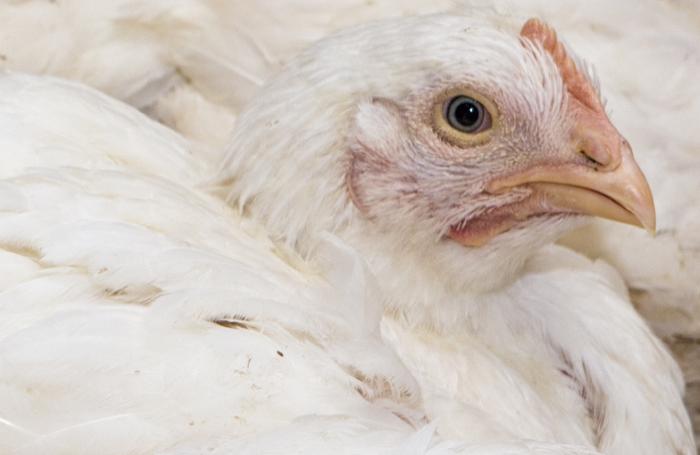 Σφαγή στην Ουγγαρία: Πάνω από 100.000 πουλερικά, για το φόβο της γρίπης - Media
