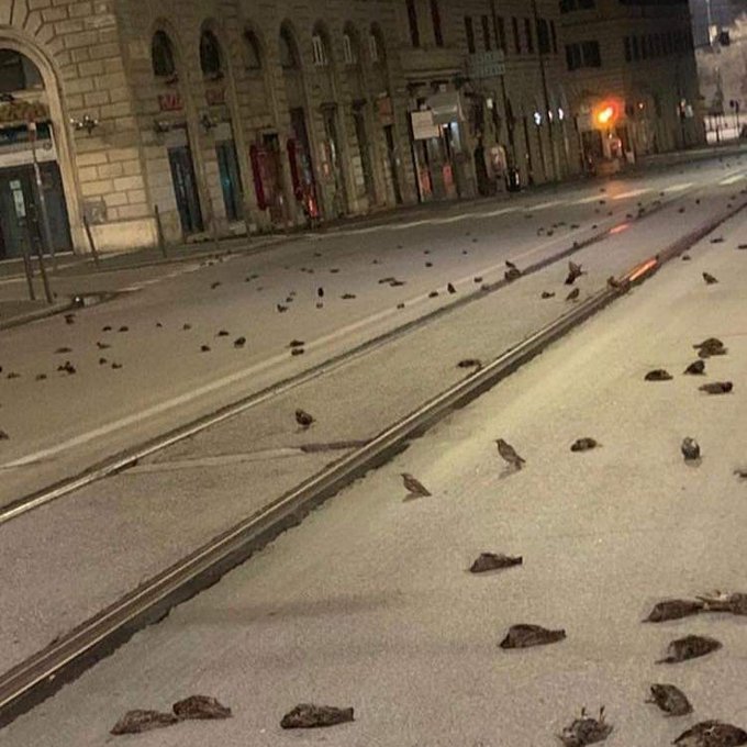Ρώμη: «Σφαγή» πτηνών από τα πυροτεχνήματα – Γέμισαν νεκρά πουλιά οι δρόμοι (Photo) - Media